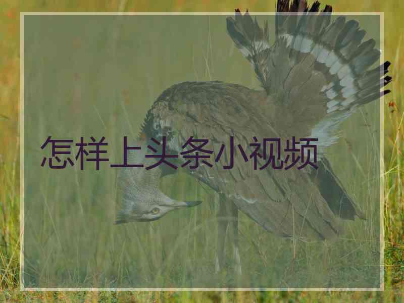 怎样上头条小视频